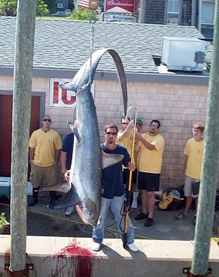 2009 Oak Bluffs Monster Shark Tournament - 3rd Place Thresher Shark